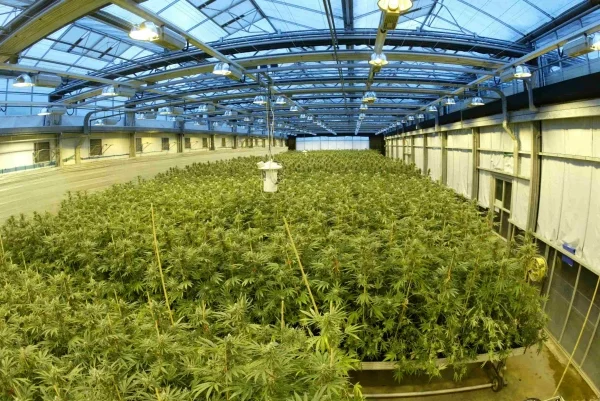 Understanding the Marijuana Supply Chain