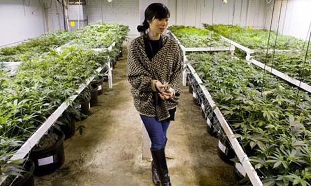 K. Kelly inside her medical cannabis cultivation facility in Denver, Colorado. Photograph: Matthew Staver/Washington Post