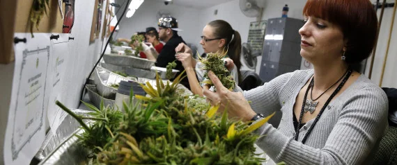 12/27/13, employee L. Herzog trims away leaves from pot plants, harvesting the plant's buds to be packaged and sold at Medicine Man marijuana dispensary. | Photo: ASSOCIATED PRESS