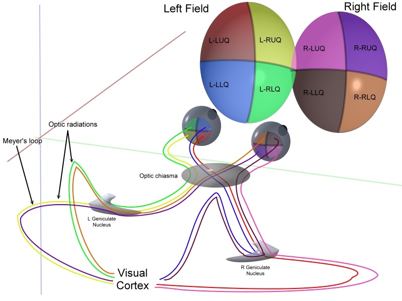 From Wikimedia Commons: "This image schematically represents optic pathways from each of the 4 quadrants of view for both eyes simultaneously. It is a pseudo-3D image based on several 2D text book descriptions. I have combined these to represent both sagittal and coronal planes in one image. The graphical work is entirely my own work." (Ratznium)