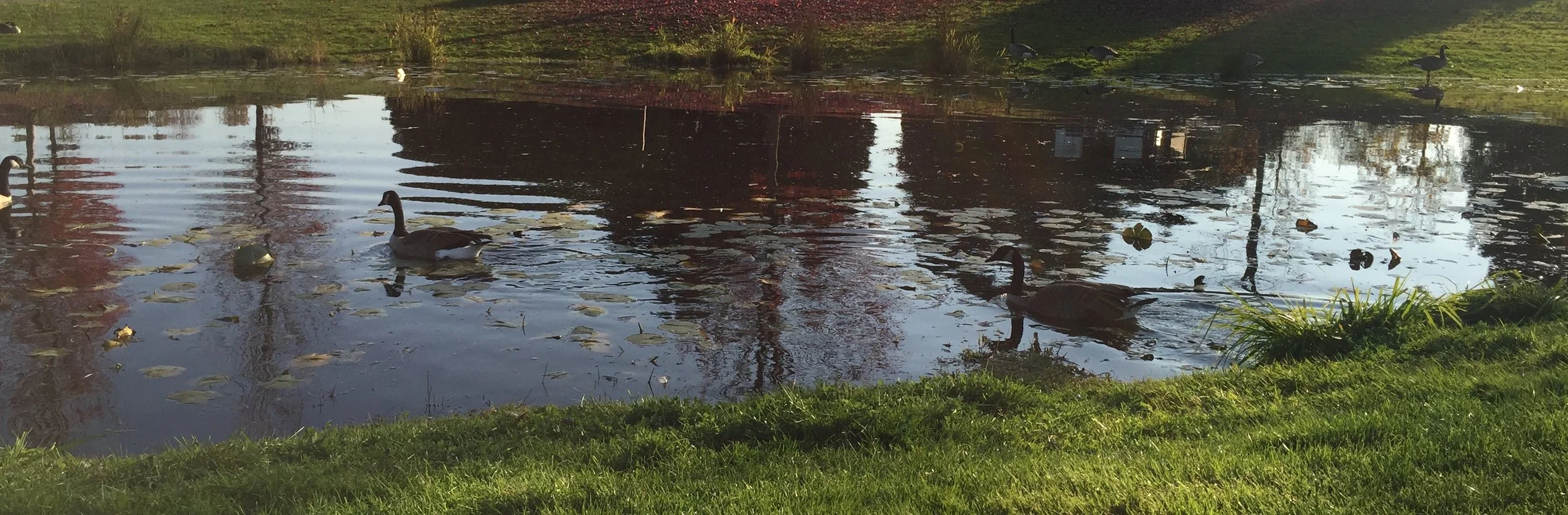 ducks in water 2.jpg