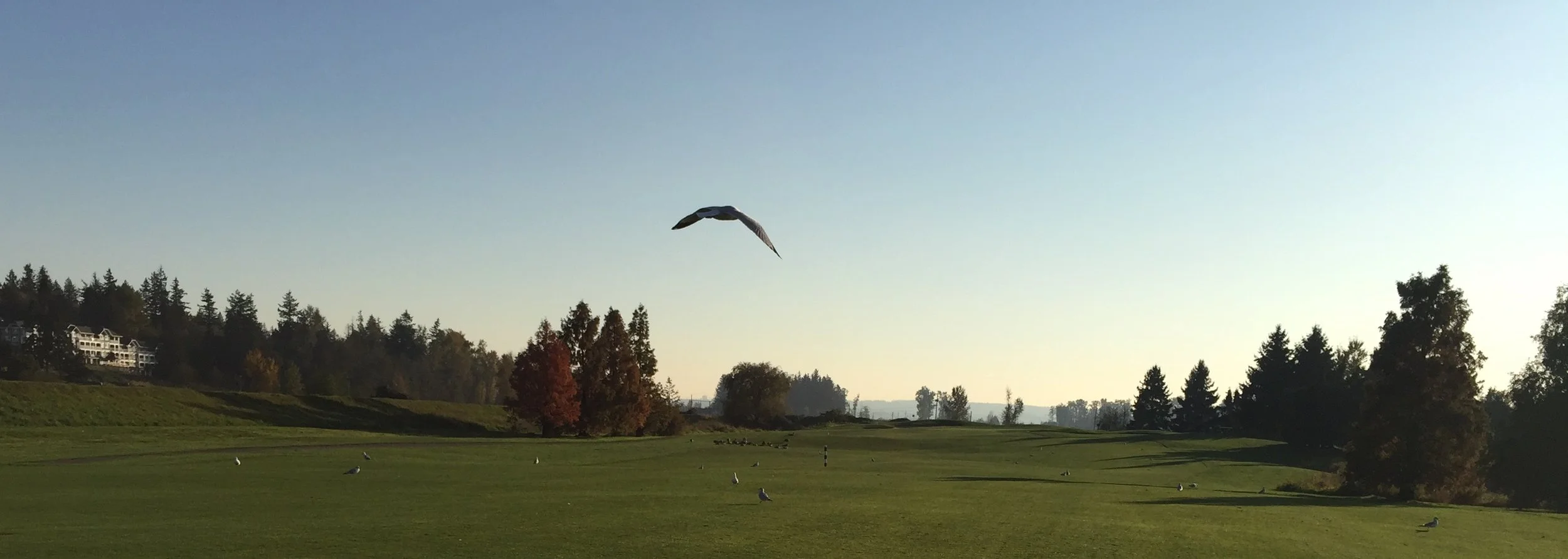 gull in flight.jpg