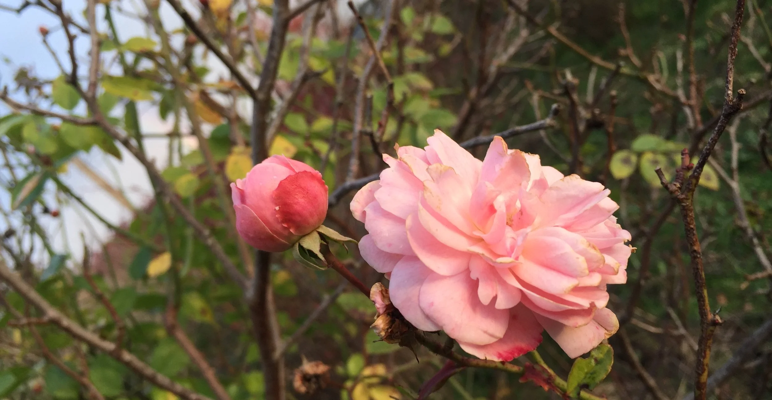 rose .jpg