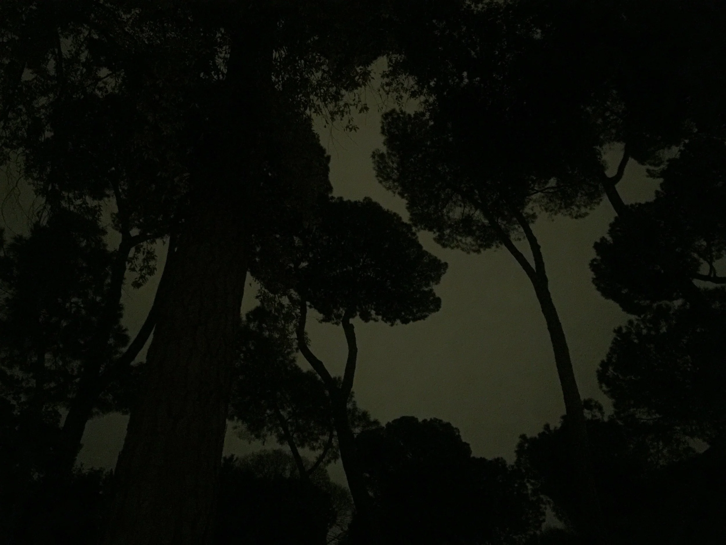 borgh trees at night.jpg