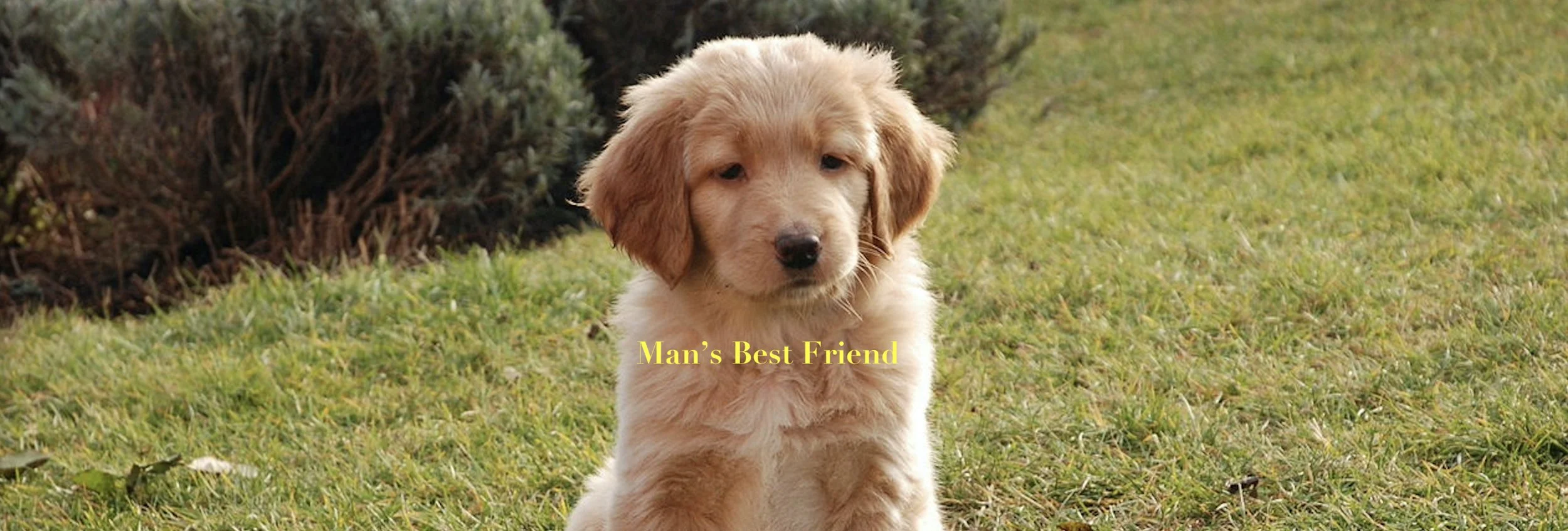 man's best friend.jpeg