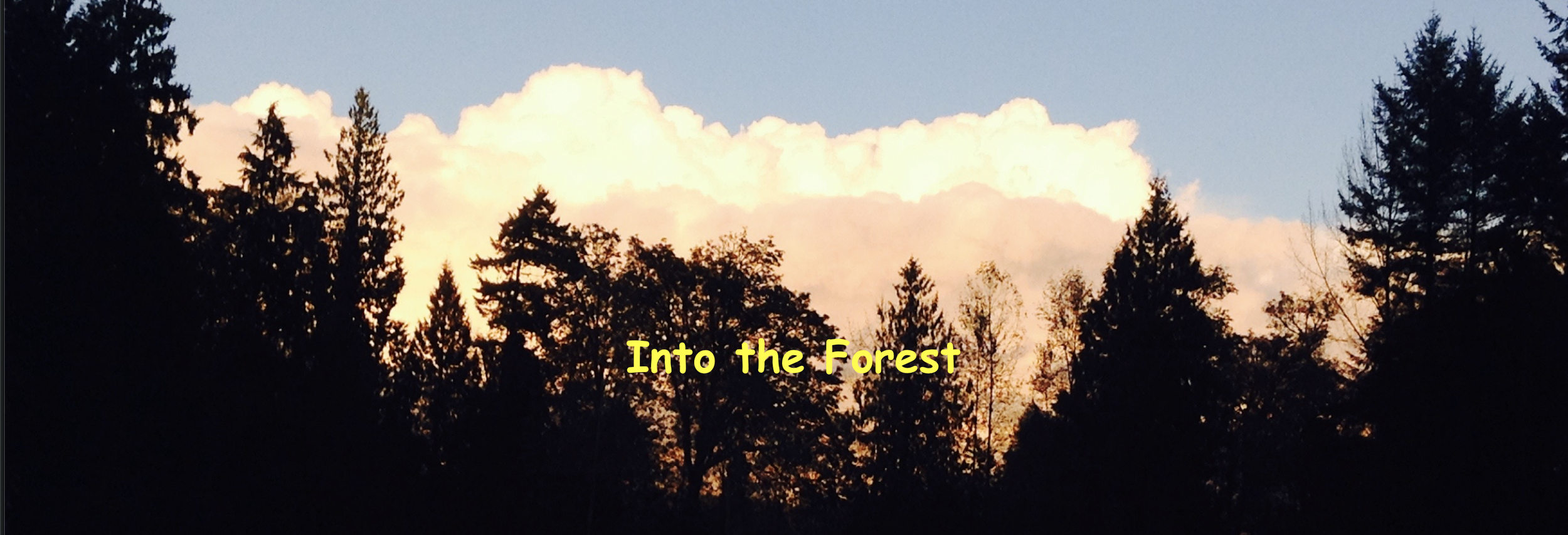into the forest banner.png
