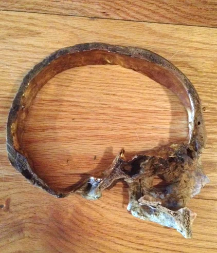  23k water gilded and antiqued human skull for artist Ryan Matthew Cohn 