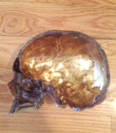  23k water gilded and antiqued human skull for artist Ryan Matthew Cohn 