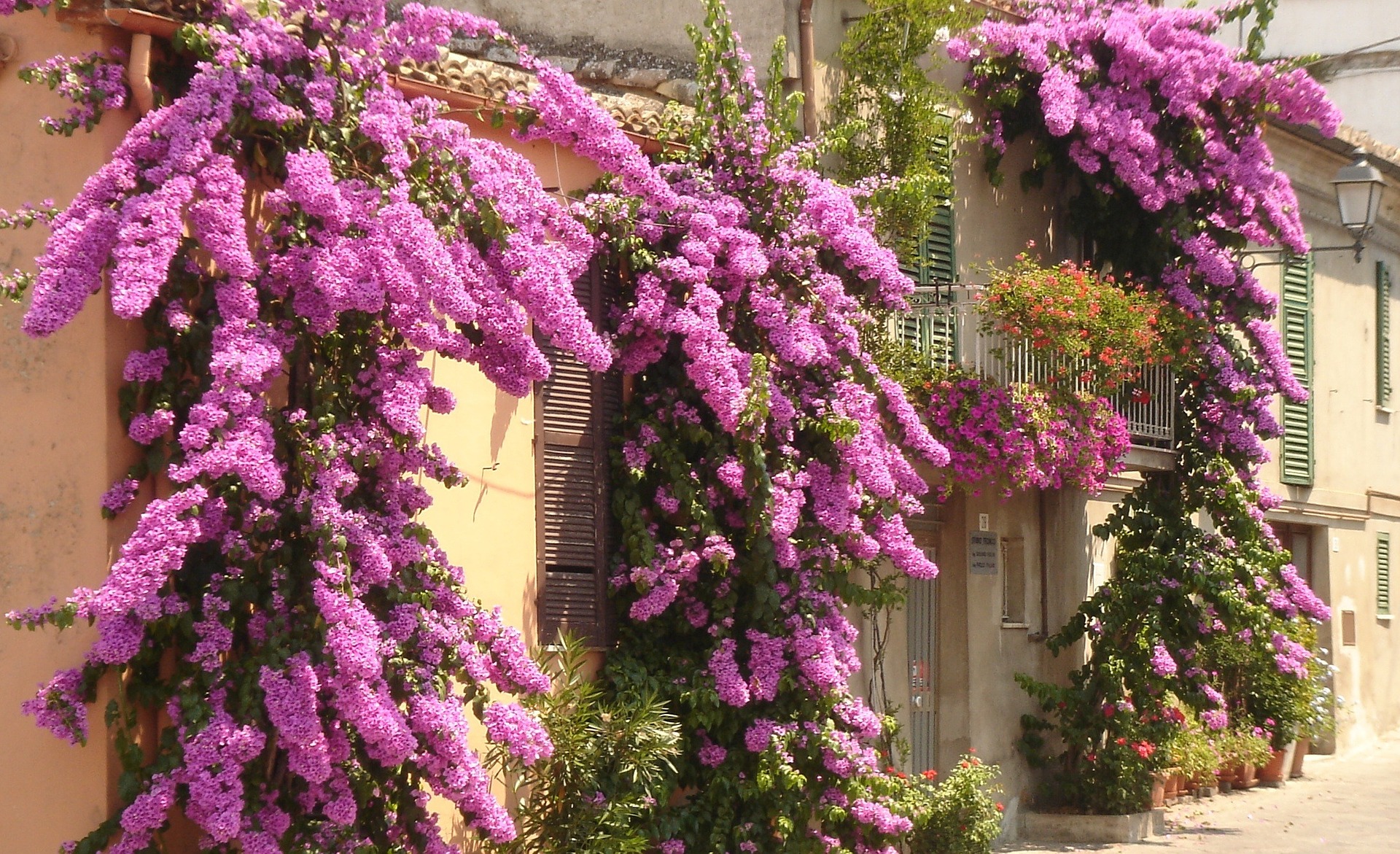 bougainvillea-77144_1920.jpg