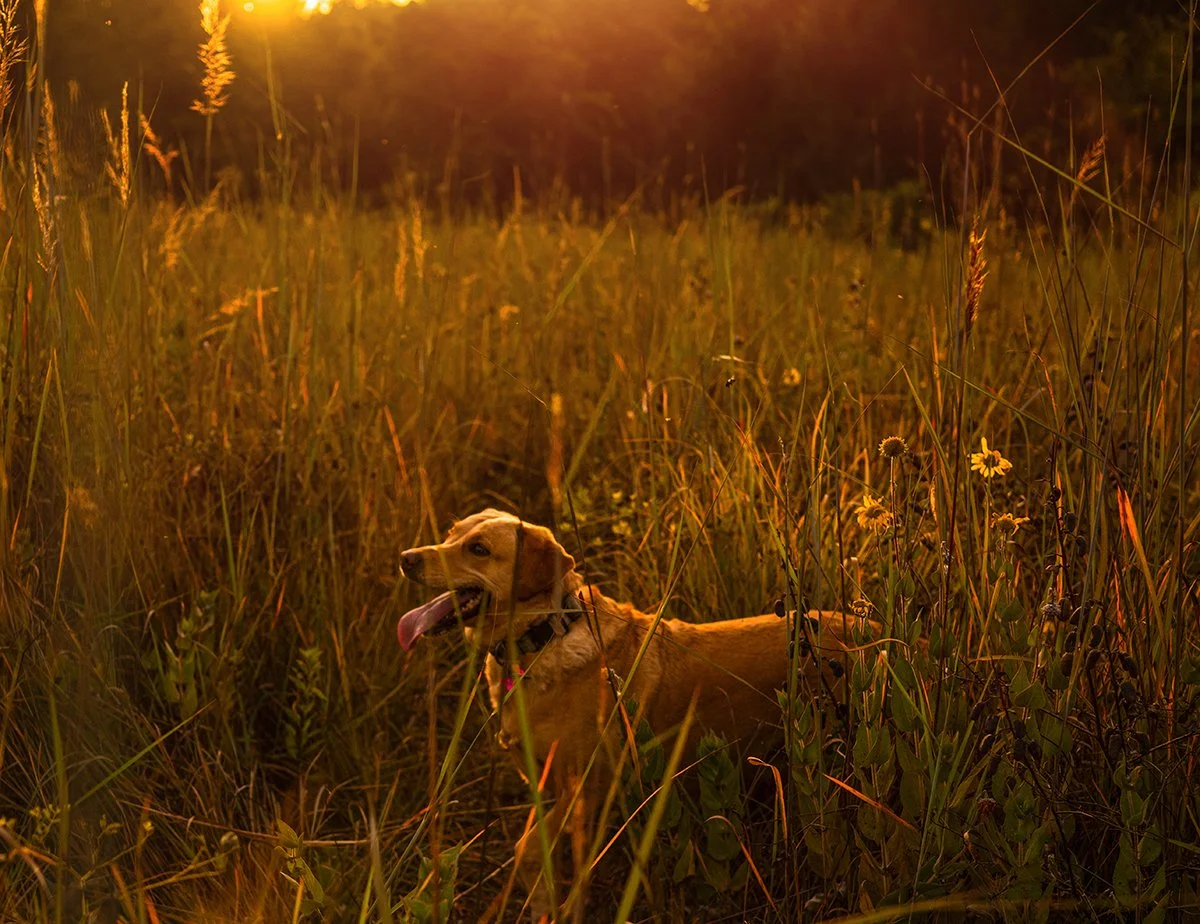 © Ali Wolfe Photography