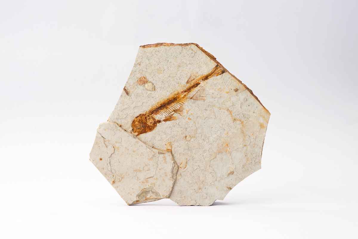 Lycoptera Fossil