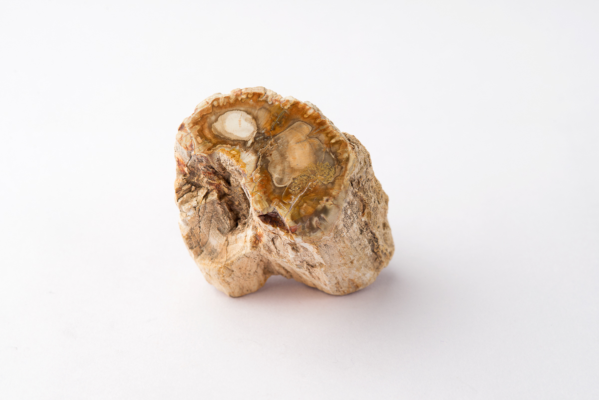 Petrified Wood