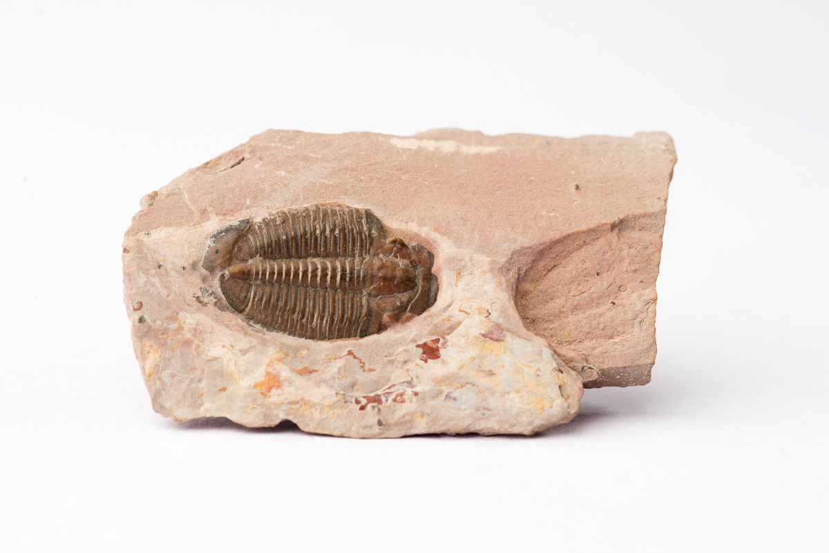 Elrathia Kingii Trilobite