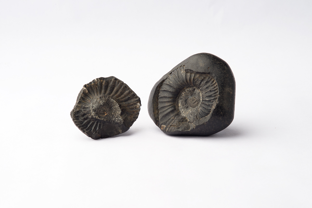Himalayan Ammonite