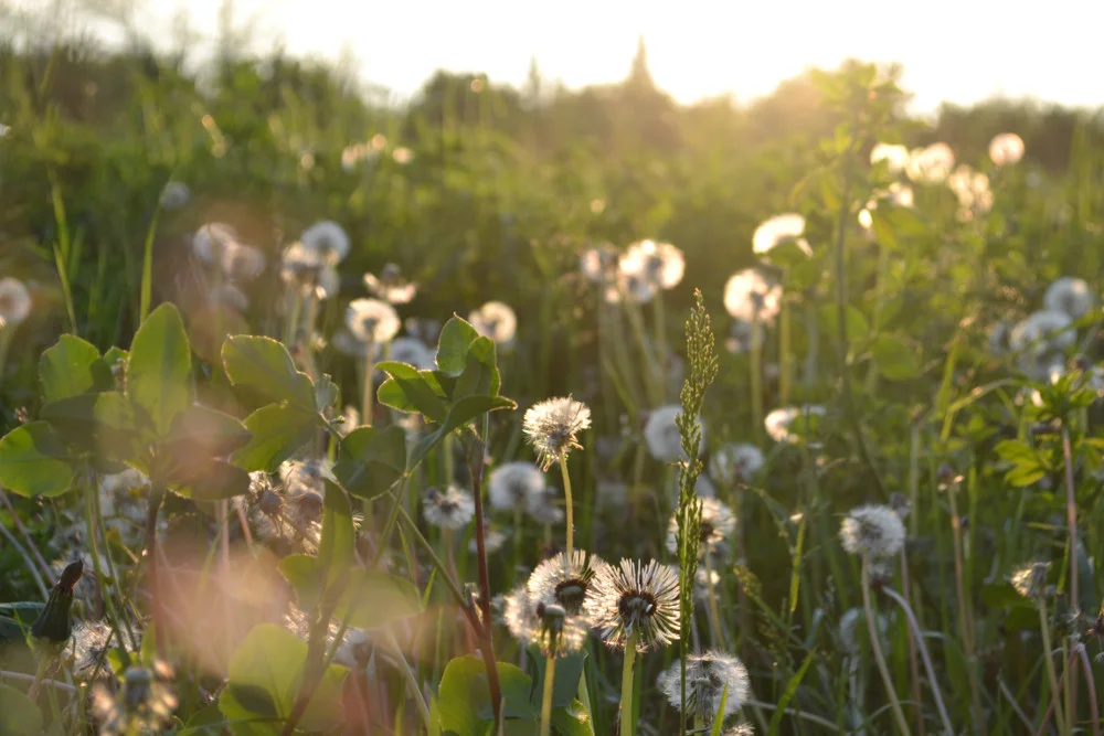 INSR Creation Has Been Approved by SER Board