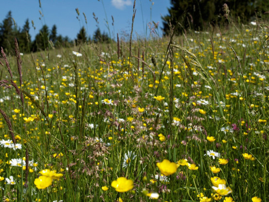 Figure 1. Semi-natural grassland in the northern calcareous Alps south of Linz, Austria.