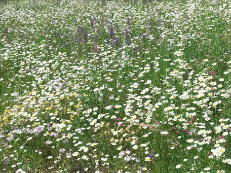 Figure 3. Newly seeded semi-natural grassland, dominated by oxeye daisy ( Leucanthemum vulgare agg.)