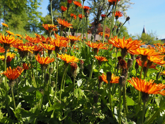 Figure 4. Golden hawk’s beard (Crepis aurea) in propagation. This species is typical for extensively used pastures in the higher zones of Austria above 1000 m a.s.l.
