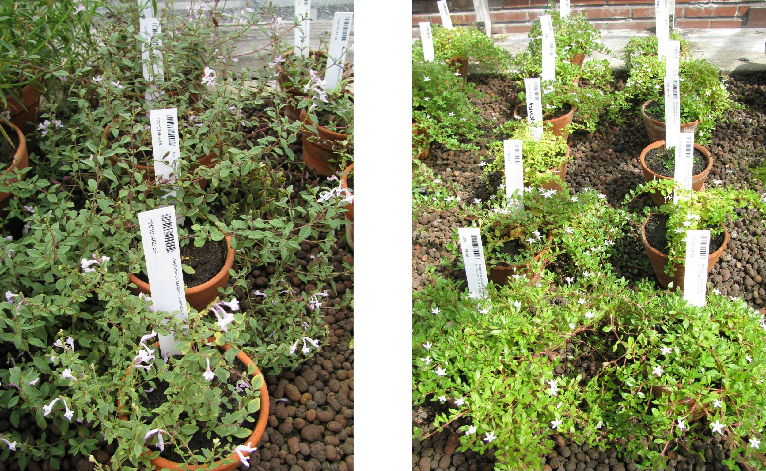 Successful propagation of Aeollanthus saxatilis (left) and Batopedina pulvinellata (right) at the Botanic Garden Meise. Both species are endemic to the Katangan Copperbelt where they are characteristics of the chasmophytic vegetation on rocky outcro…