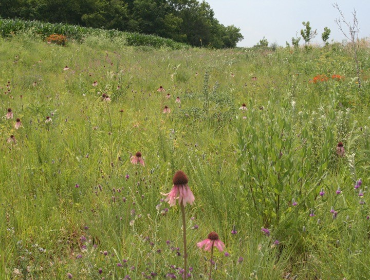 Figure 1. Species rich planting provides important pollinator habitat, water quality benefits, and beautification along a Fayette County roadside.