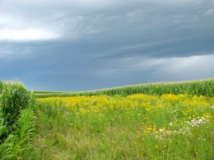 Figure 3. Prairie on Farm strips mitigate water and nutrient runoff on working agricultural fields while providing much needed pollinator and wildlife habitat.