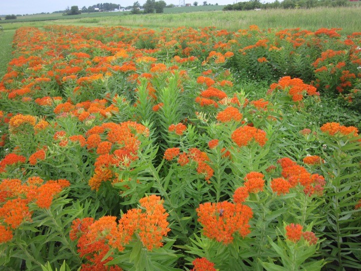 Figure 4. Source identified ‘Northern Iowa’ Butterfly milkweed (Asclepias tuberosa) foundation seed increase plot, one of over 80 species being developed as plant materials in the Natural Selections Seed program at the Tallgrass Prairie Center.