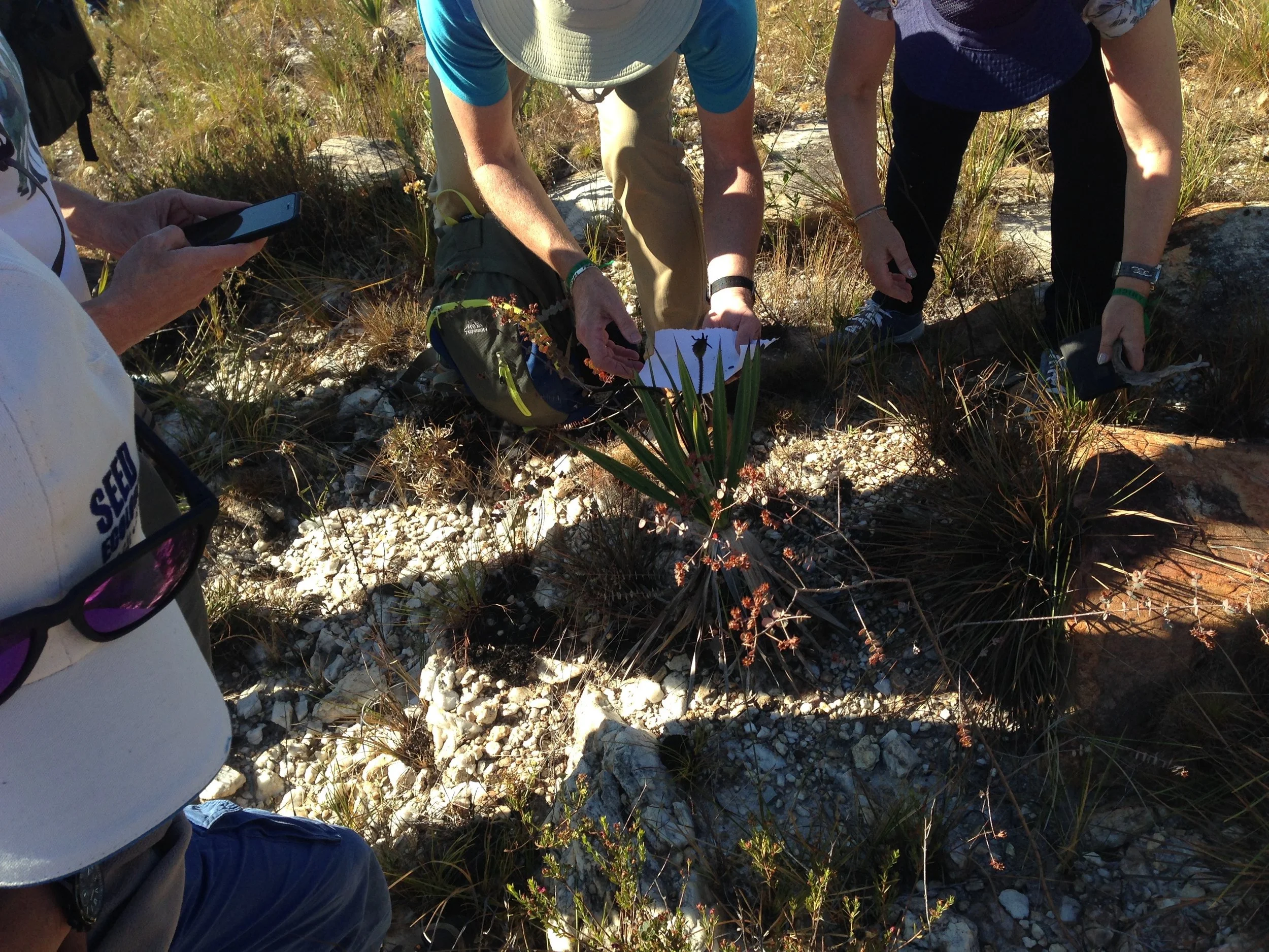 Seed collection in the field (Picture by Stefanie Frischie)