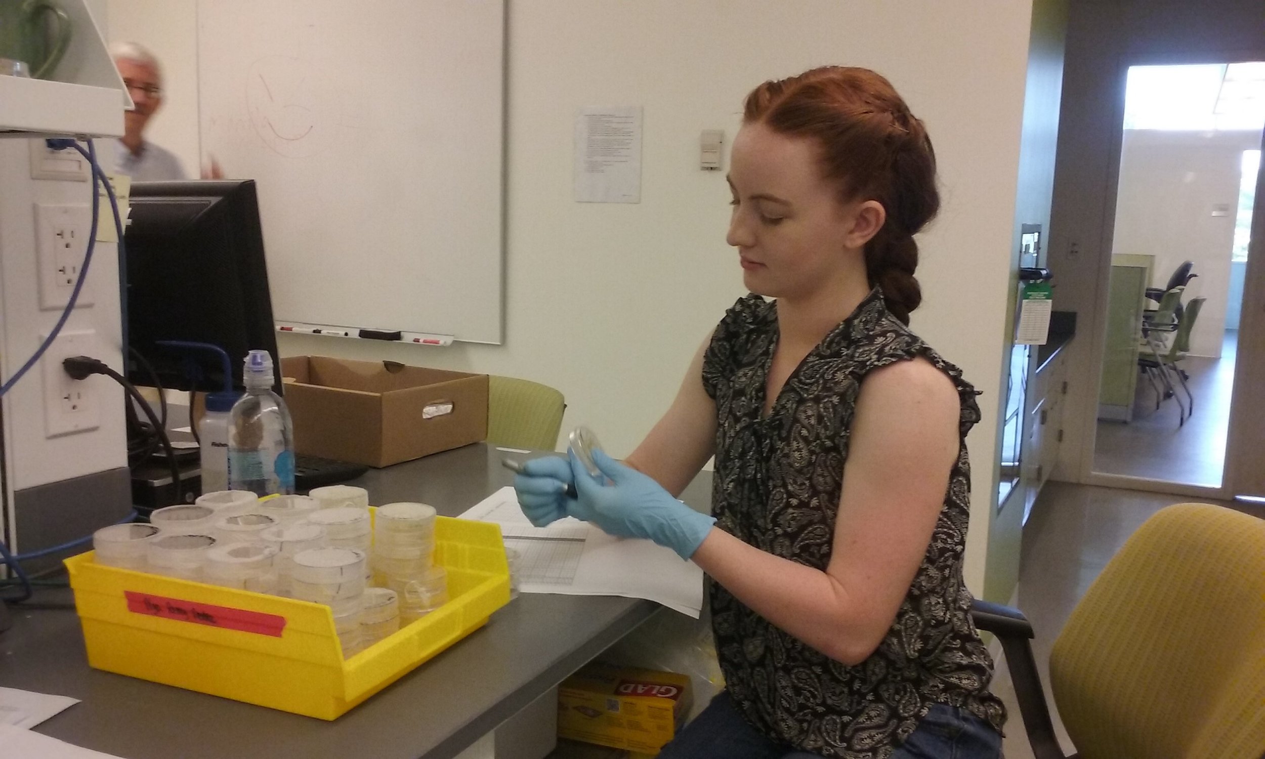 “Keep calm and score on” is the motto as Deidre evaluates germination responses of Wyoming big sagebrush.