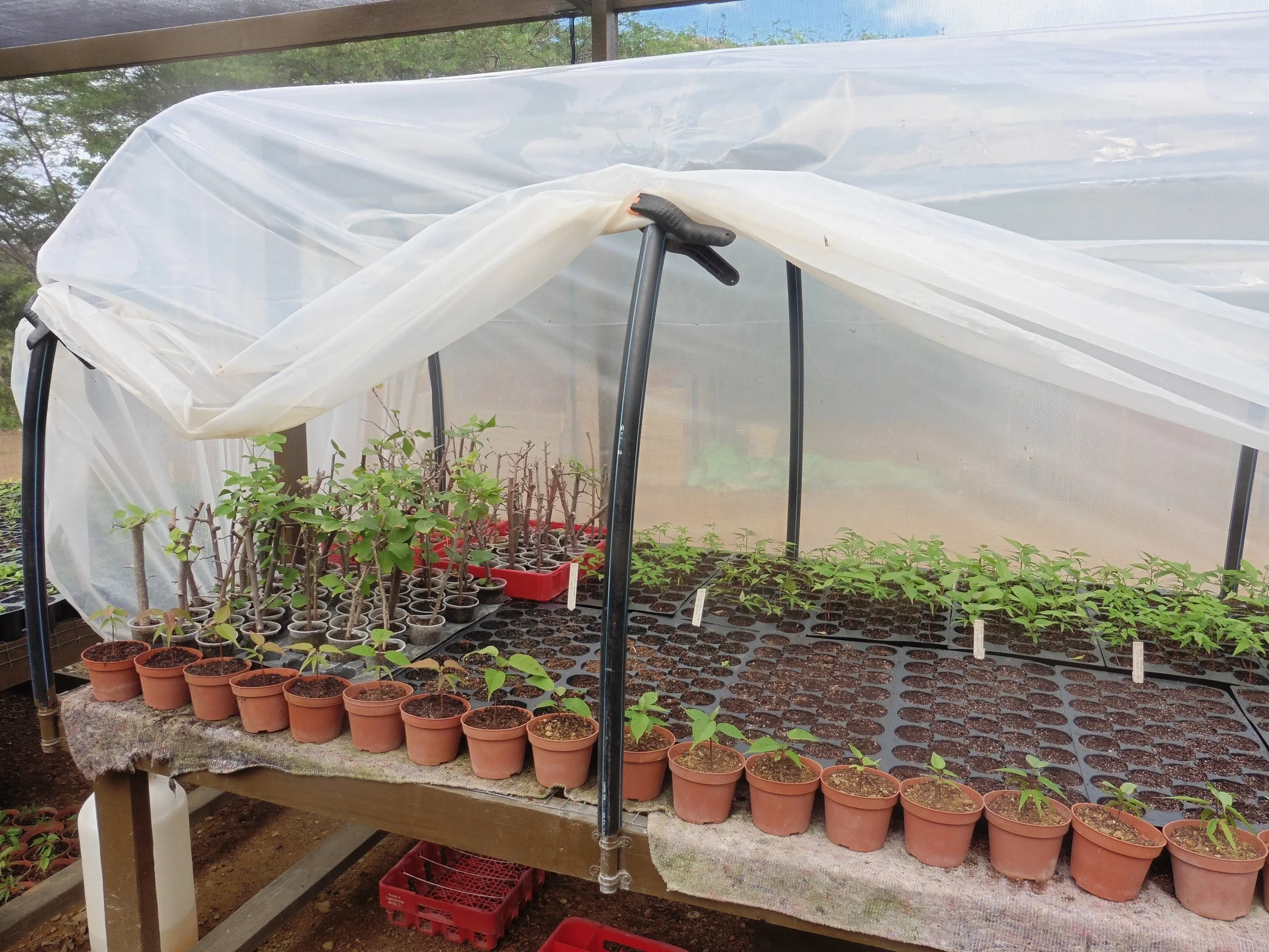 Cuttings, germinating seeds, and collected seedlings can all benefit from the constant moisture of the mist house.