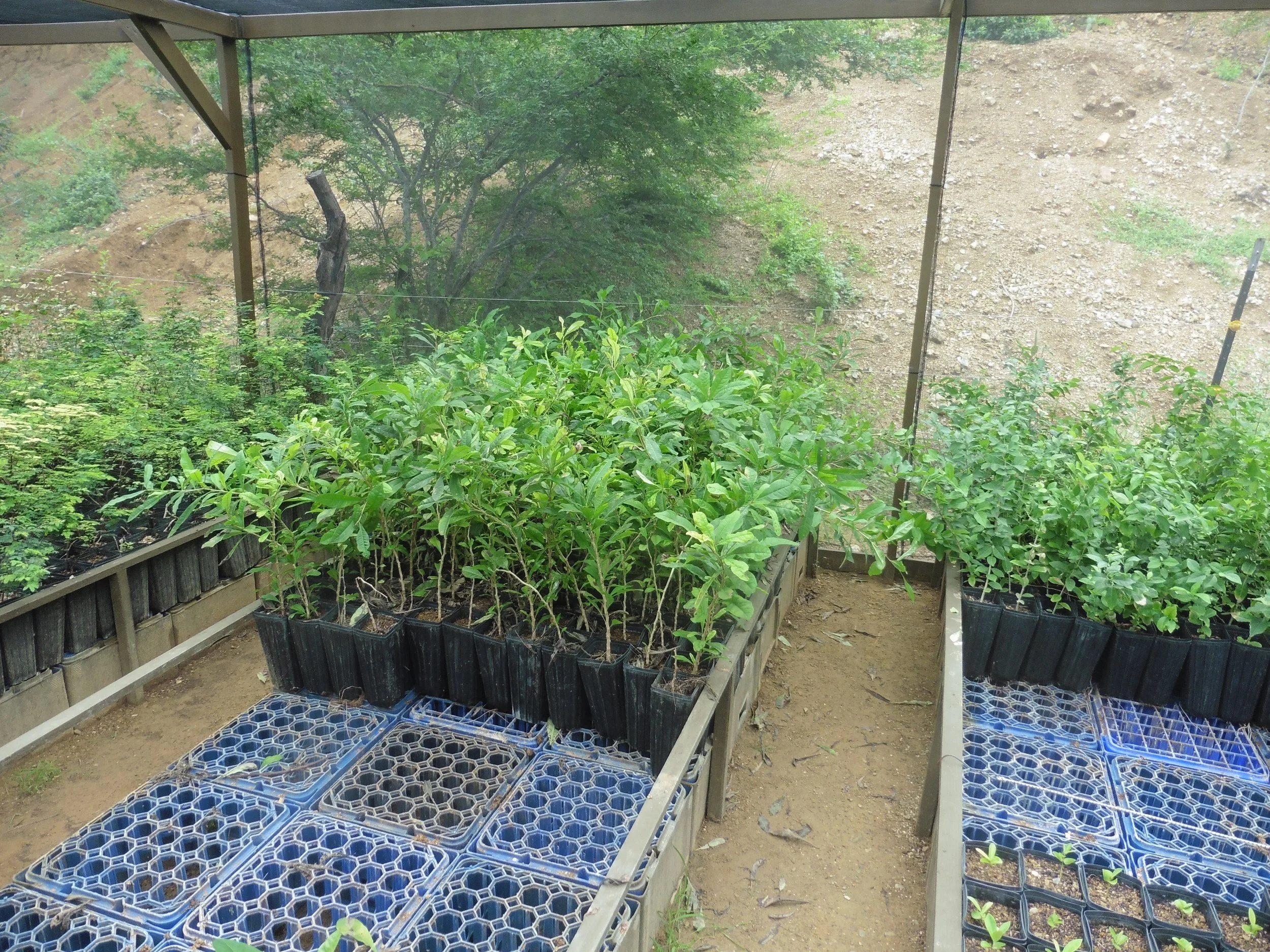 Square pots on reused crates. This allows for a large number of healthy trees to be grown in a small amount of space.