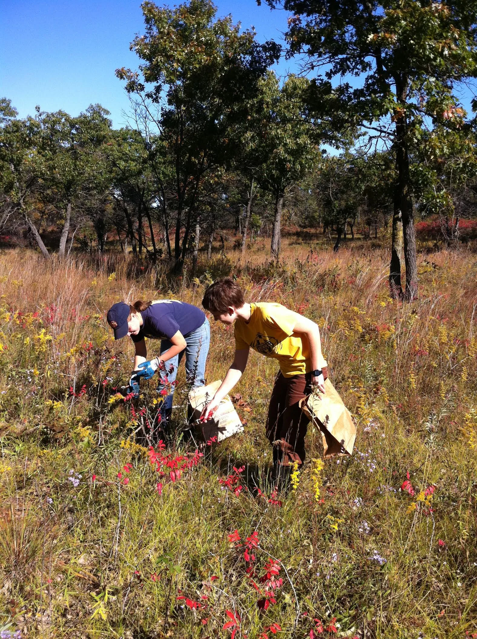 Wild seed collecting from Oak Savanna Illinois USA Photo S Frischie.jpg