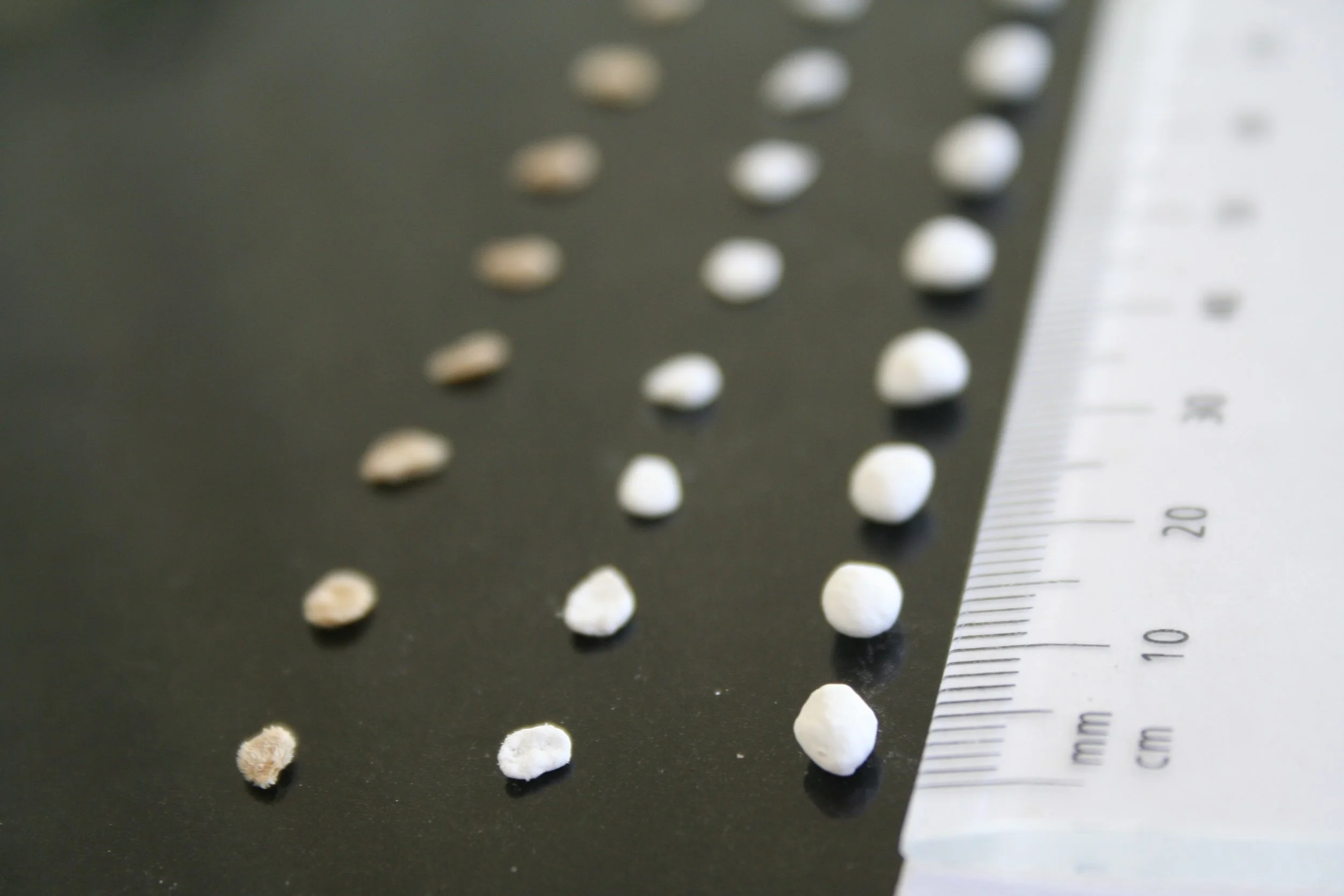 Can Seed Coating Boost Seed-based Restoration Outcome?