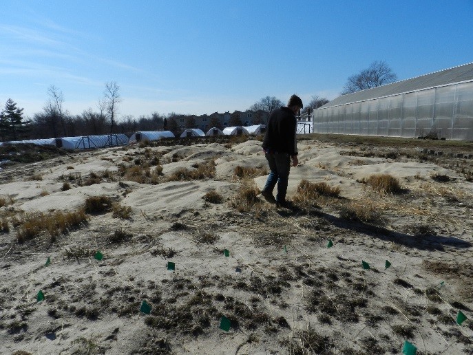 An artificial sand dune created at the Center to grow and propagate native psammophytes.