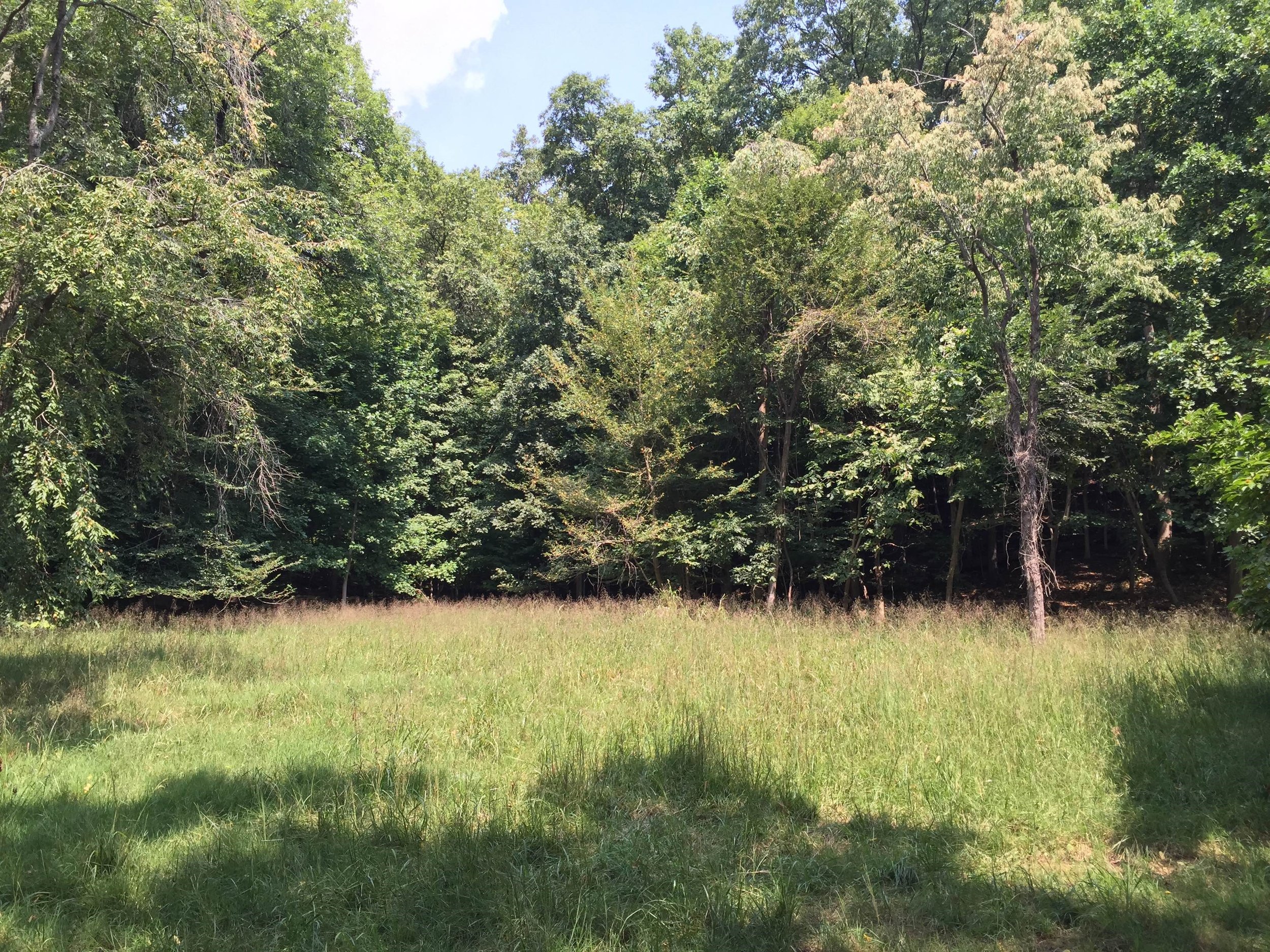 Meadow post-restoration