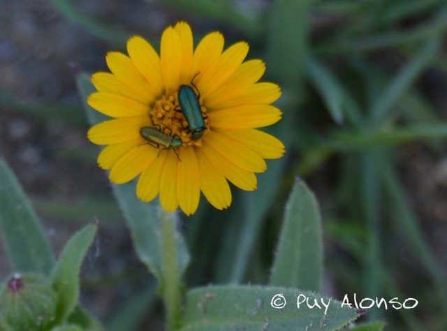 Coccinelidae in Calendula arvensis flower.