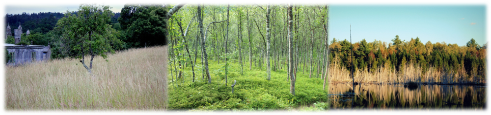 Natural and semi-natural ecosystems with both social and economic value from Spain, Norway, and Canada: (a) farming and traditional use in Galicia, Spain (b) cultural and recreational use in Troms, Norway and, (c) forestry and aesthetic value in New Brunswick, Canada. (Photos courtesy of H. Abbandonato)