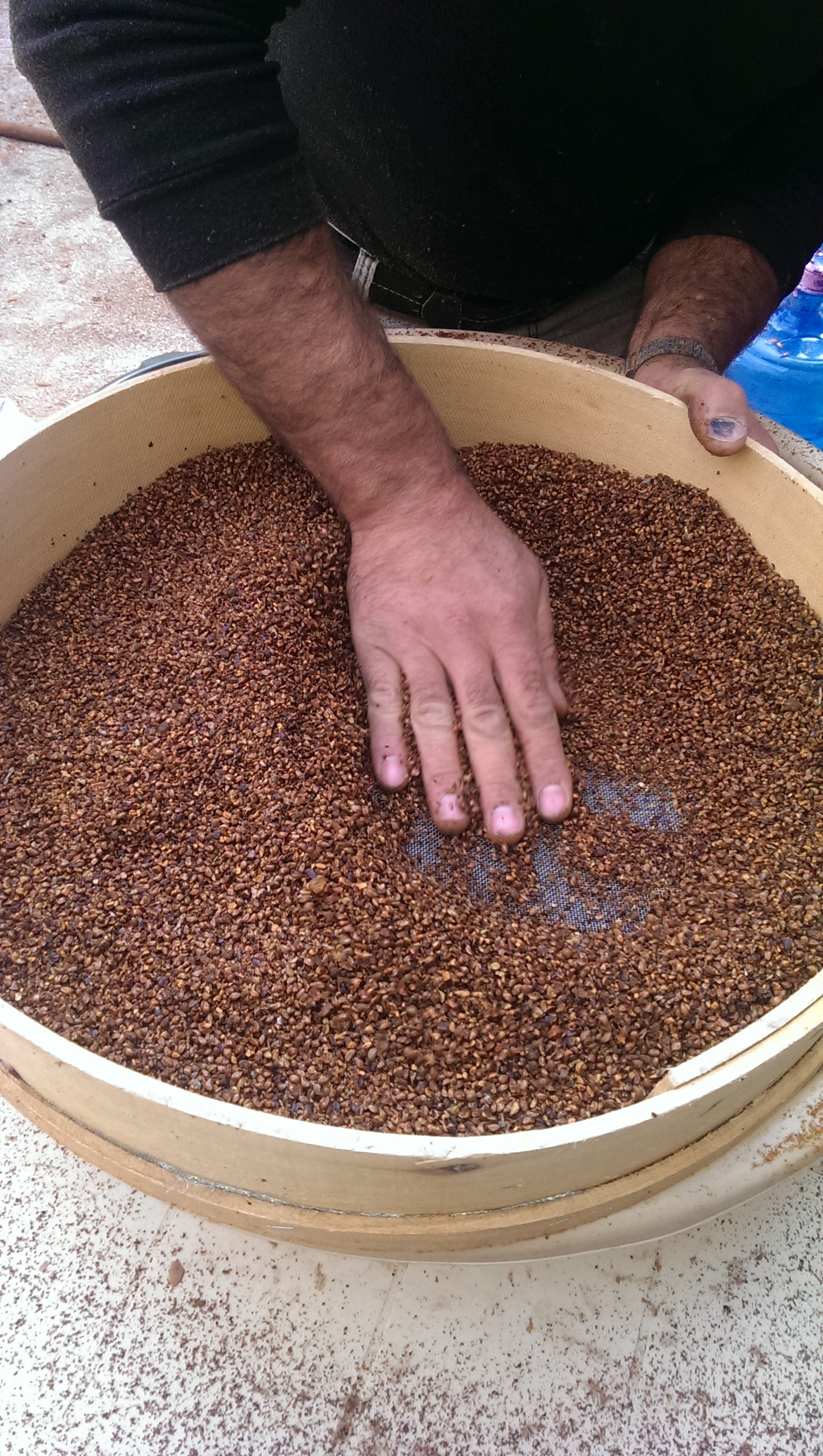 Figure 2 – Seed separation of Juniperus excelsa