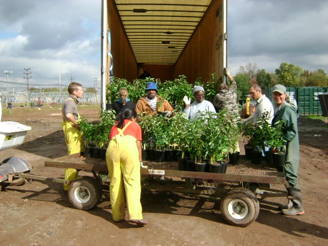 GNPC Staff loading plants of local genetic origin for delivery to a restoration site.