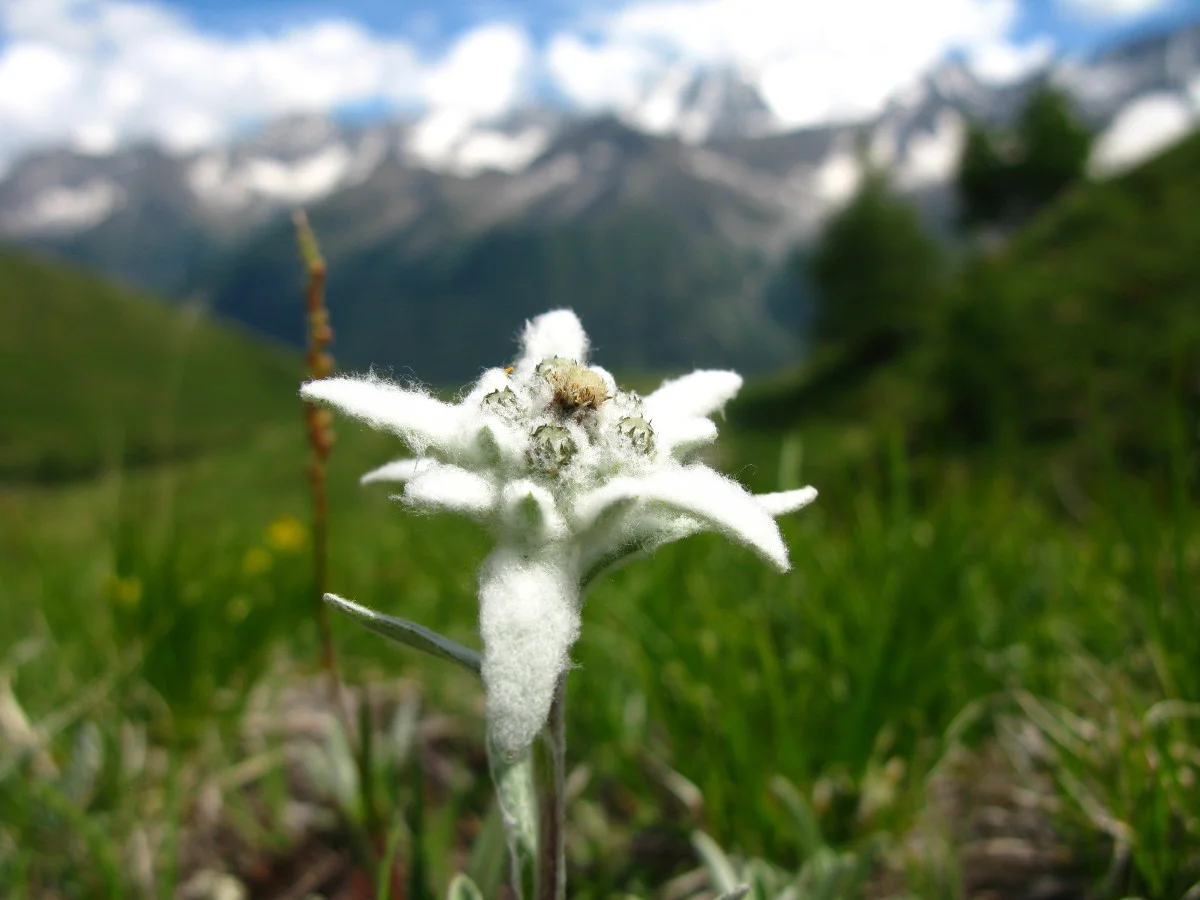 Leontopodium alpinum is an indicator species of calcareous alpine grasslands, and is available from approximately 6% of seed producers across Europe