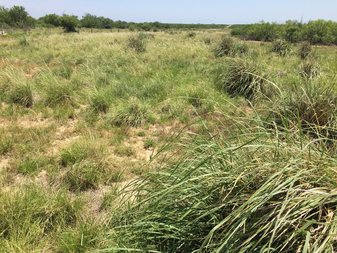 Pipeline right of ways represent a major land use in Texas that native seed sources help mitigate; this right of way in Dimmitt County was restored using seed made available by STN and TNS.