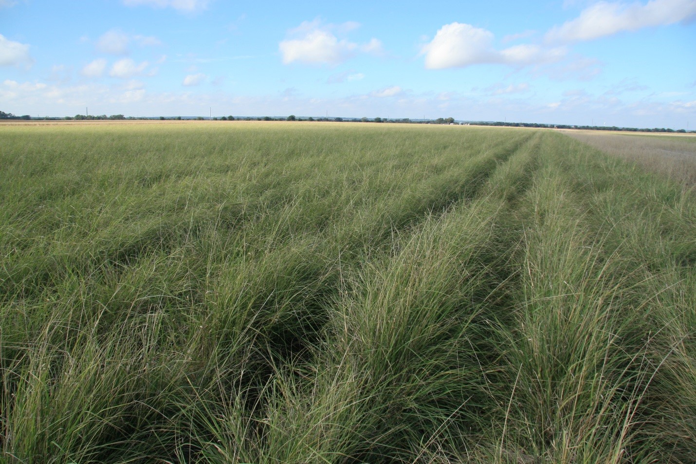 Selections such as Ramadero Germplasm spike lovegrass, are being commercialized by cooperating seed companies such as Douglass King Seed Company for use in Texas – Photo by Forrest Smith.