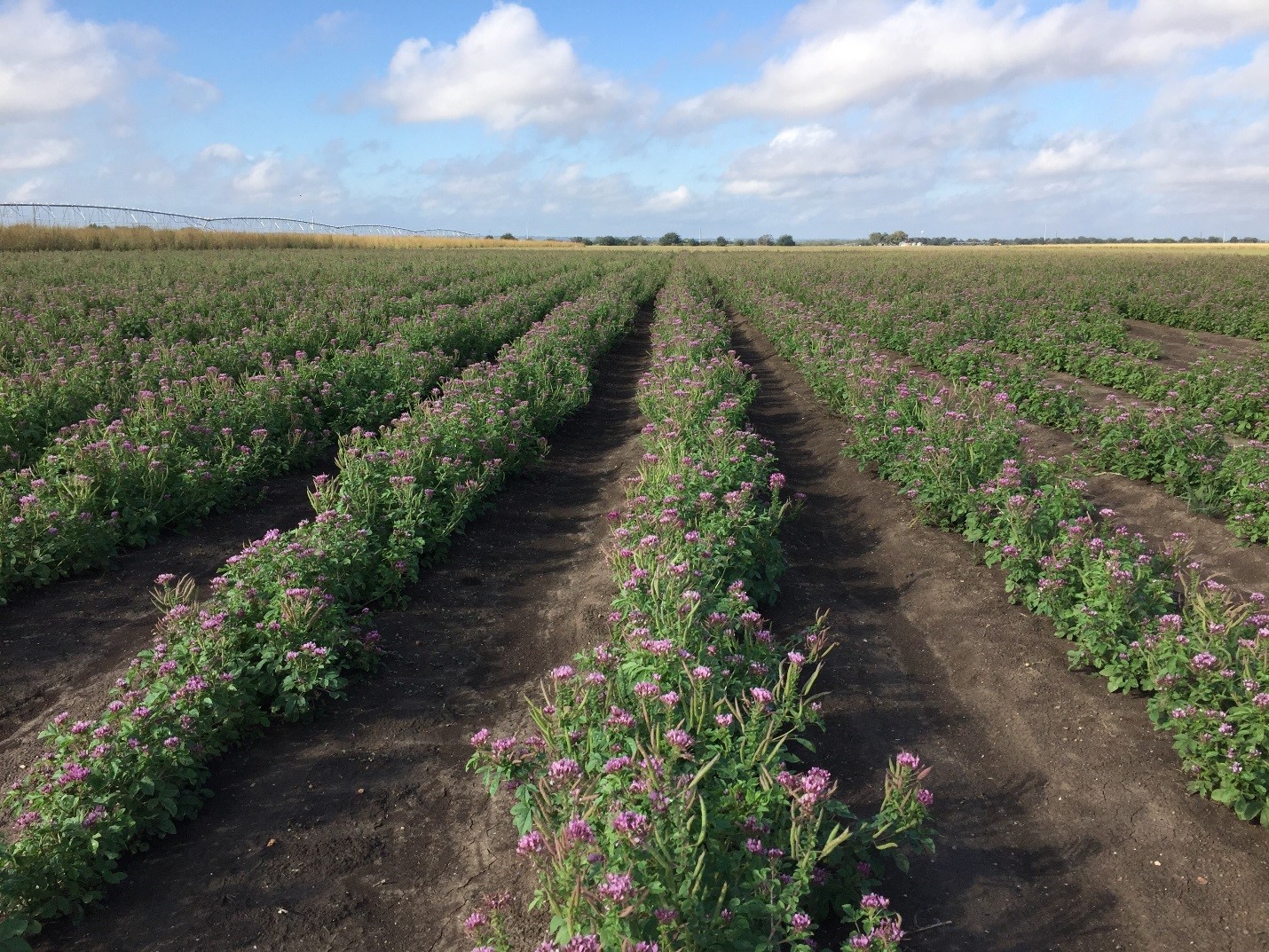 Zapata Rio Grande clammyweed seed production field.