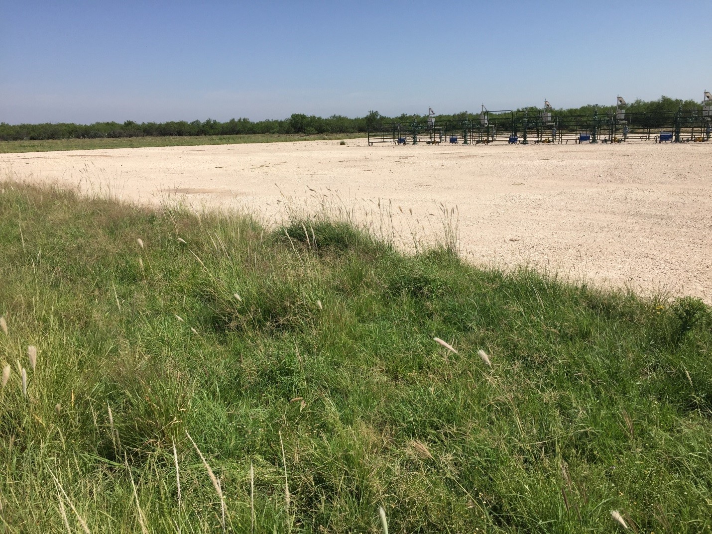 Restoration of native plants in the Eagle Ford Shale oil and gas fields has been enabled by seed sources developed by TNS – Photo by Forrest Smith.