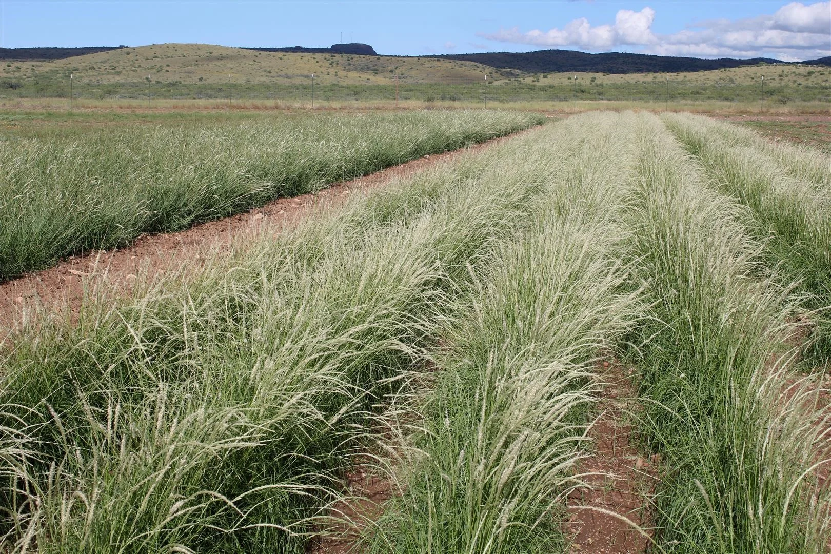 Work to commercialize native seeds for use in West Texas is being advanced by TNS – Photo by Colin Shackelford.