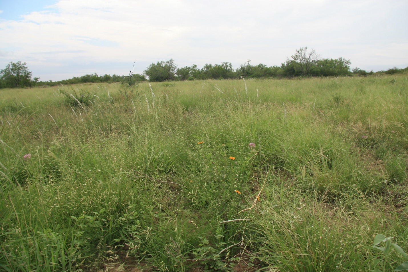 Use of native plants for rangeland restoration has been enabled in many areas of Texas as a result of the TNS effort – Photo by Forrest Smith.