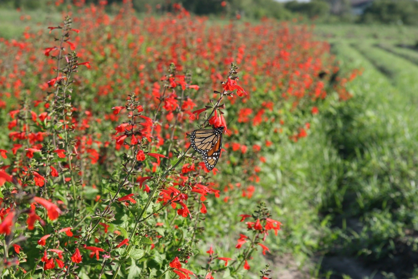 TNS is working to increase supplies of milkweeds and nectar plants for restoration of habitat for monarchs and pollinators in Texas – Photo by Anthony Falk.