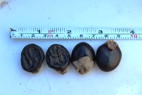 Blighia sapida (Ackee)