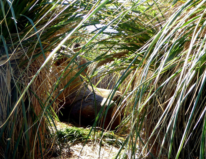  Southern Sea-lions shelter in tussac grass making seed collecting exciting!&nbsp; Photograph: Luke Bullough 