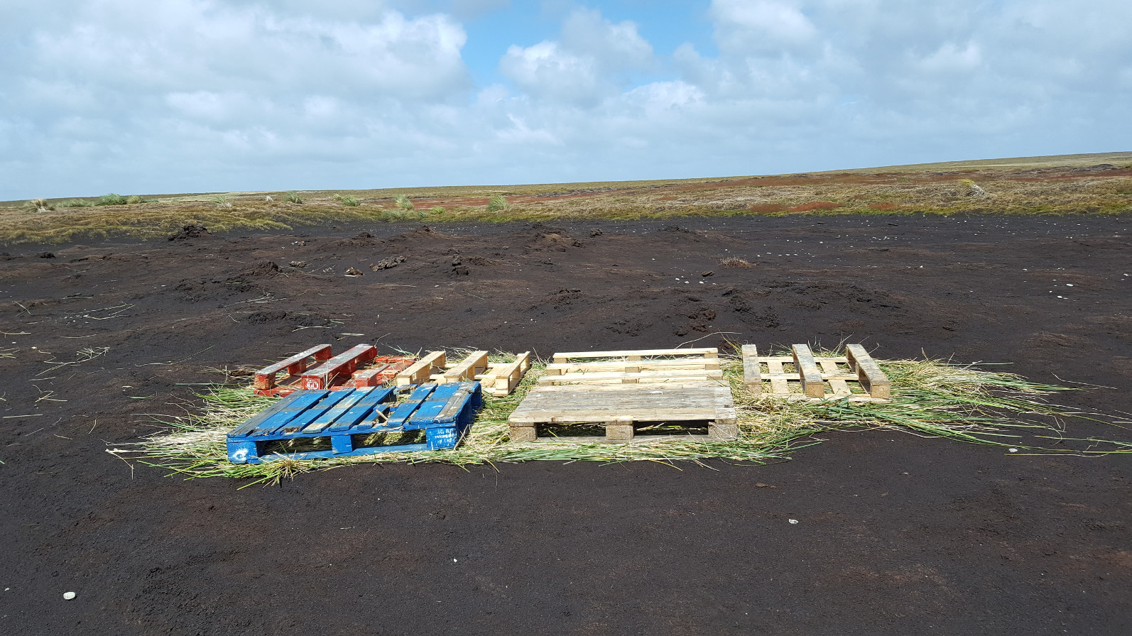  Green-hay trials on Sealion Island.&nbsp; Photograph: Falklands Conservation 