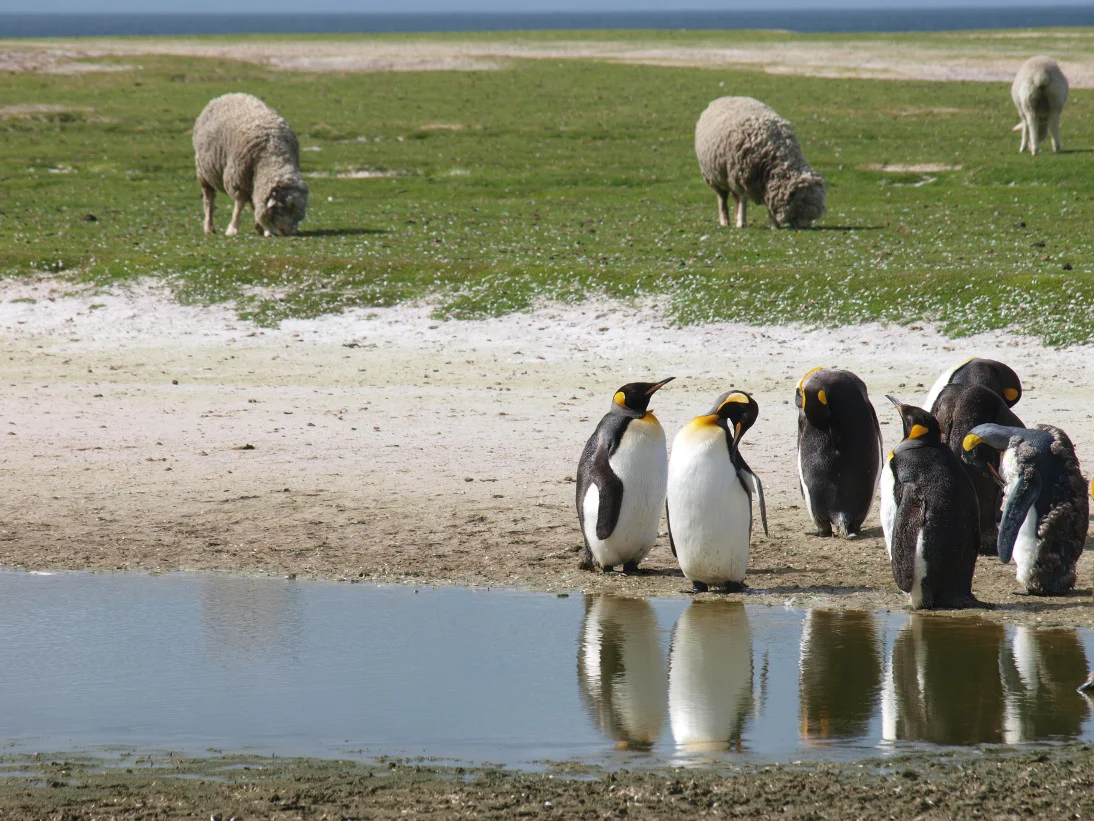 Falklands Conservation: Sheep Poop and Native Seeds Can Be a Successful Recipe for Restoration!